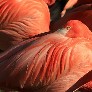 Flamingo (April 2019)