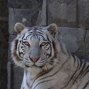 White Tiger (April 2019)