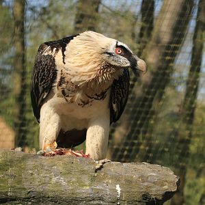 Bearded Vulture (April 2019)