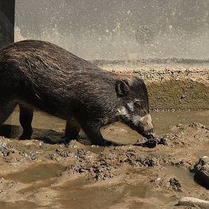 Visayan Warty Pig (april 2019)