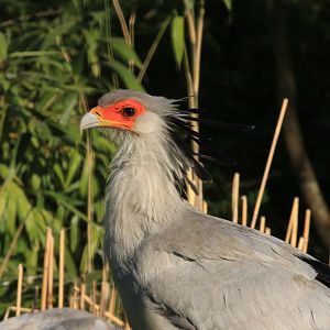 Secretary Bird (April 2019)