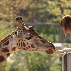 Rothschild Giraffe (April 2019)
