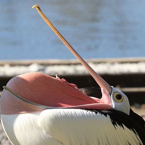 Australian Pelican (April 2019)
