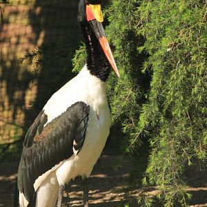 Saddle-billed Stork (April 2019)