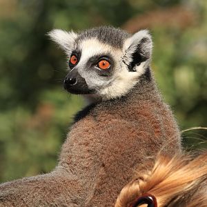 Ring-Tailed Lemur on visitor head (April 2019)