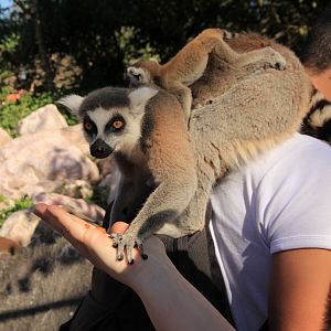 Ring-Tailed Lemur with Baby (April 2019)