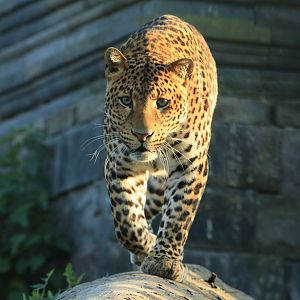 Java Leopard (April 2019)