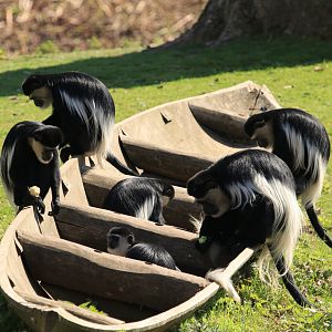 Guerezas being feeded (April 2019)