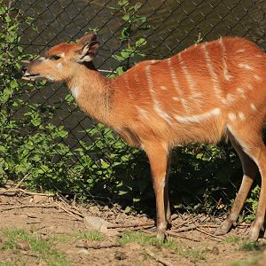 Sitatunga (April 2019)
