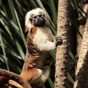 Cotton-headed Tamarin (April 2019)