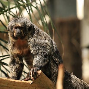 White-faced Saki (April 2019)