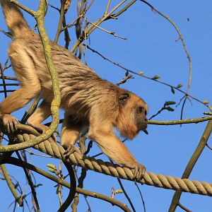 Black Howler Monkey (April 2019)