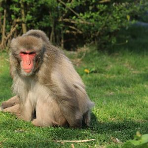 Japanese Macaque (April 2019)