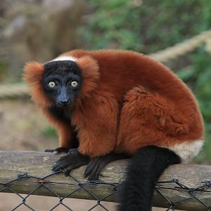 Red Ruffed Lemur (April 2019)