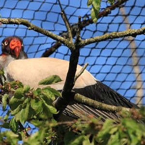 King Vulture (April 2019)