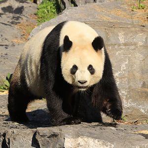 Giant Panda (April 2019)