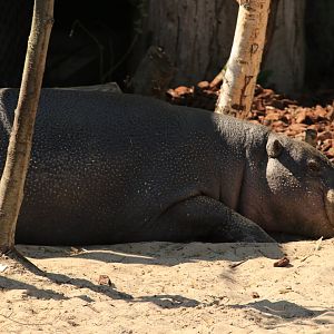 Pigmy Hippo (April 2019)