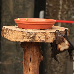 Lyle's Flying Fox (April 2019)