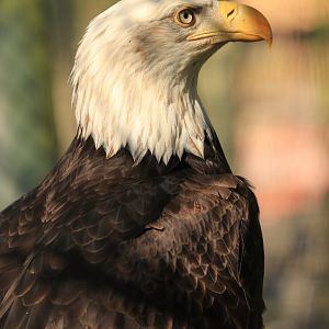 Bald Eagle (April 2019)