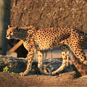 Cheetah (April 2019)