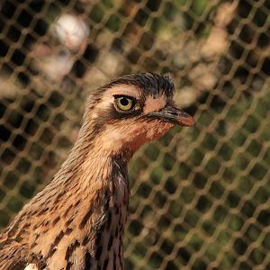Bush Stone-Curlew (April 2019)