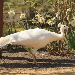 White Peacock (April 2019)