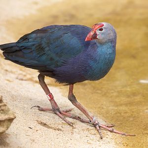 Purple swamphen (Grey-headed swamphen) : Cotswold WP : 14 Jun 2019