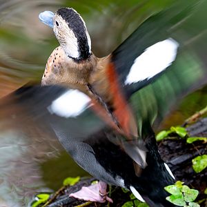 Ringed teal : Cotswold WP : 14 Jun 2019