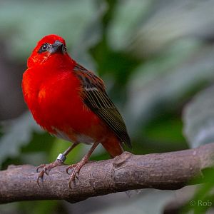 Red fody : Cotswold WP : 14 Jun 2019