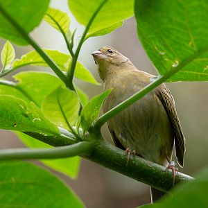 Red fody : Cotswold WP : 14 Jun 2019
