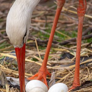 European white stork : Hamerton : 31 May 2019