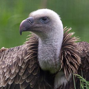Rüppell's vulture : Hamerton : 31 May 2019