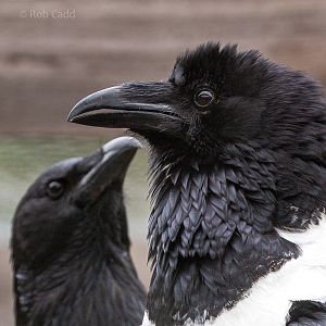 Pied crow : Hamerton : 31 May 2019