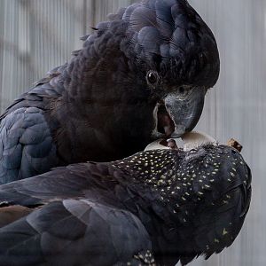 Red-tailed black-cockatoo : Hamerton : 31 May 2019
