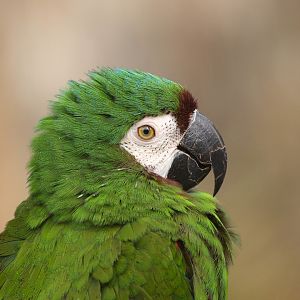Chestnut-fronted macaw or Severe macaw (Ara severus), 2015-11-08