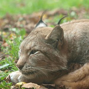 Eurasian lynx (Lynx lynx lynx), 2015-11-08