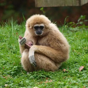 White-handed gibbon with baby (Hylobates lar), 2015-11-08