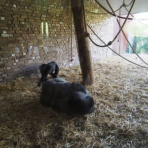 Shelter under the overhanging roof of the gorilla house, 2019-03-30