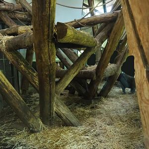 Western lowland gorilla and black-crested mangabey indoor housing, 2019-03-30