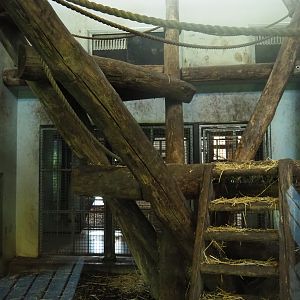 Western lowland gorilla and black-crested mangabey indoor housing, 2019-03-30