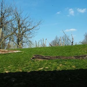 View onto the western lowland gorilla - black-crested mangabey island from the gorilla house viewing area, 2019-03-30