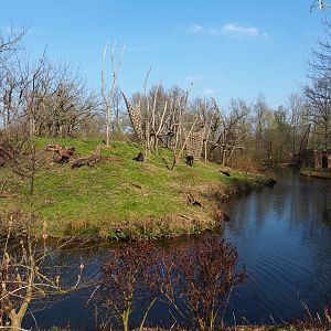 Western lowland gorilla and black-crested mangabey island, 2019-03-30