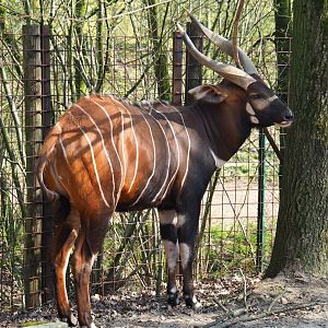 Male mountain bongo (Tragelaphus eurycerus isaaci), 2019-03-30