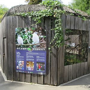 Silent Forest Exhibit (no animals)