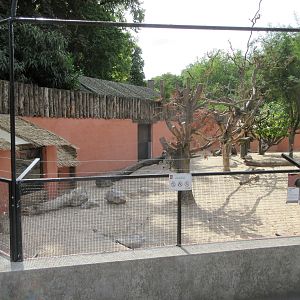 Indian Crested Porcupine Exhibit