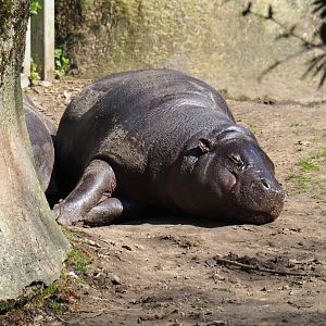 Western pygmy hippopotamus (Choeropsis liberiensis liberiensis), 2019-03-30