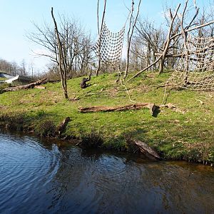 Western lowland gorilla and black-crested mangabey island, 2019-03-30
