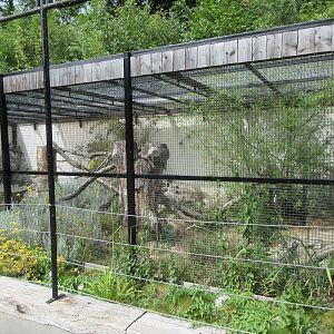 Pallas's Cat Exhibit