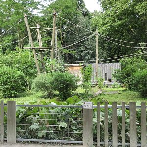 White-handed Gibbon Exhibit