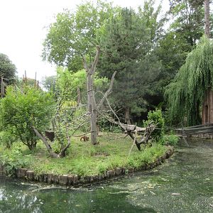 Brown Capuchin Exhibit
